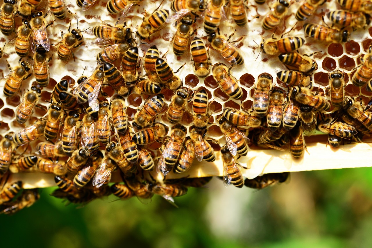 Rettet die Bienen!  5 kleine Schritte, die dich zum Bienenretter machen